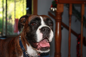 Creatures of Habit Professional Petcare Services Pic 3 - tango a clients dog