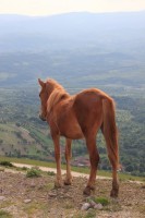 Equine Therapies Pic 5