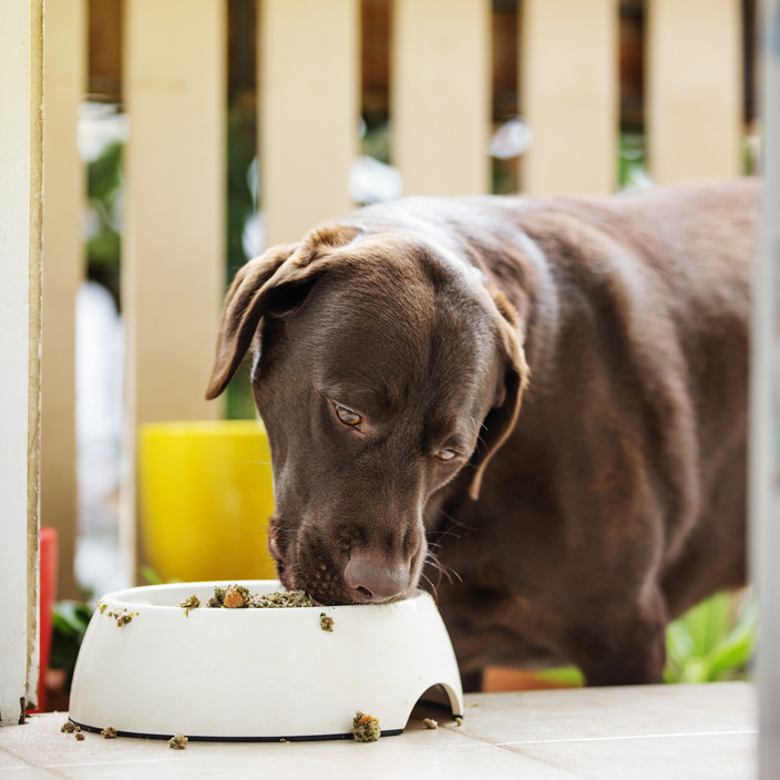 Food Of The Dogs Pic 1 - Dog eating Food of the Dogs grain free dog food