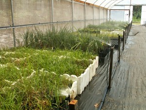 Environmental Restorations Pic 3 - Wholesale plant nursery