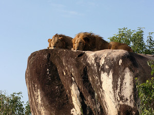 African Family Safaris Pic 3