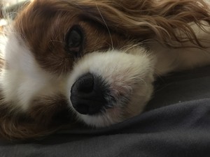 K9 Carers Pic 3 - Tilly the Cavaliers