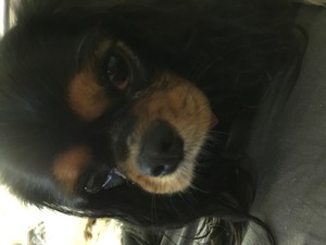 K9 Carers Pic 4 - Poppy the Cavalier