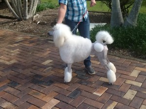 Hairy Dog Grooming Pic 3 - Cassie all ready for her show