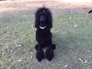 Hairy Dog Grooming Pic 2 - Abbie likes the show cut but loves to swim