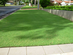 Turf Seed In Geelong West Vic Outdoor Home Improvement Truelocal