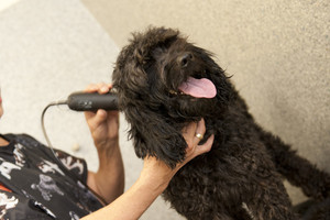 Montmorency Veterinary Hospital Pic 4 - Time for Grooming at the Eltham Central Veterinary Hospital