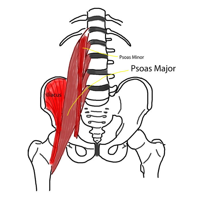 The Back Clinic Pacific Palms Pic 1 - The psoas is a key cause of most lower back pain