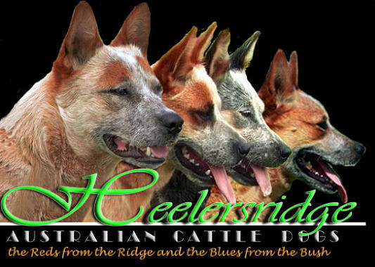 Heelersridge Australian Cattle Dogs Pic 1