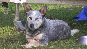 Heelersridge Australian Cattle Dogs Pic 4