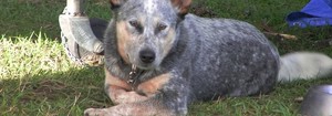 Heelersridge Australian Cattle Dogs Pic 3