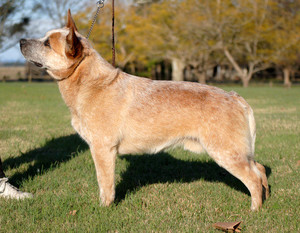 Heelersridge Australian Cattle Dogs Pic 2 - Heelersridge Wild Colonial Boy