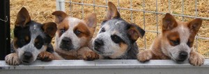 Heelersridge Australian Cattle Dogs Pic 5 - Reds Blues