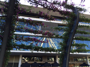 Wheel of Brisbane Pic 3 - Reflection of the Wheel in neighboring buildings