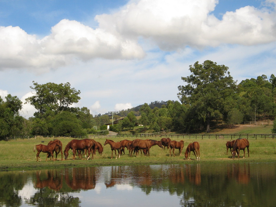 Pacific Performance Horses Pic 1