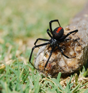 Simply Pest and Termites Pic 4 - Spider Control for your Home and Business Domestic and Commercial Pest Control in the Campbelltown Liverpool and Fairfield Areas