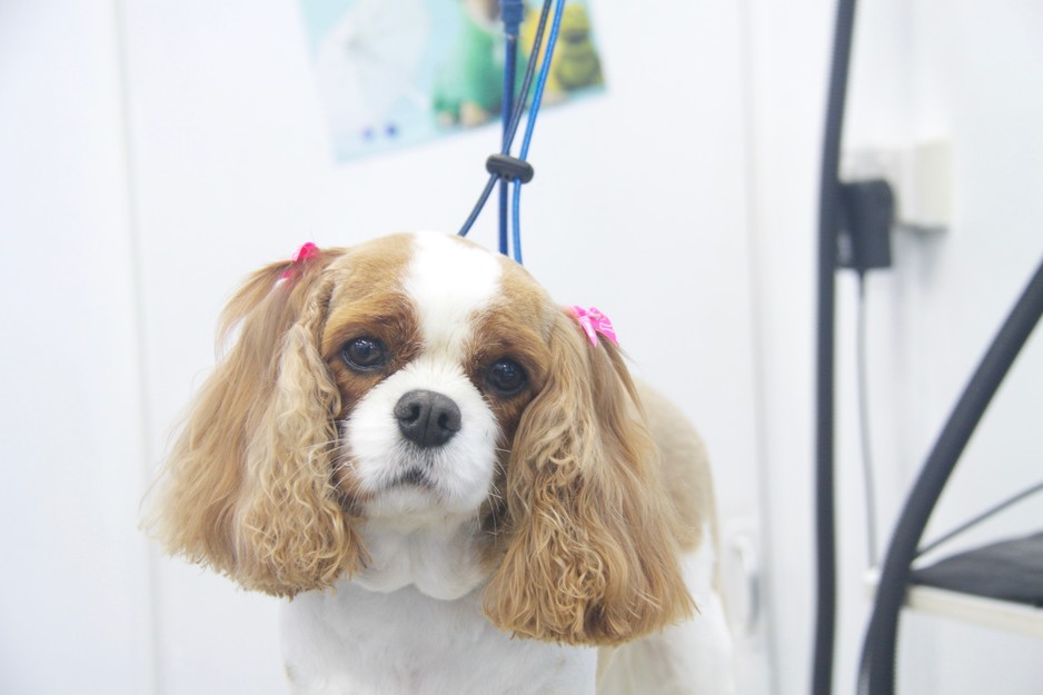 Hairy Tails Dog Grooming Boutique Pic 1