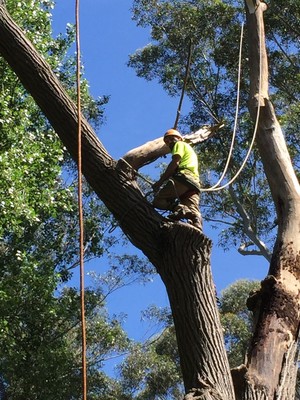 North Shore Tree Loppers in Ryde, Sydney, NSW, Tree ...