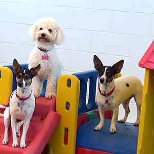 All Sorts Doggie Daycare Pic 2