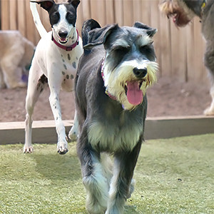 All Sorts Doggie Daycare Pic 3