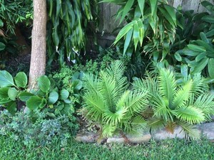 Wattlebird Gardening Pic 3 - Plant selection and installation of shade garden in Maroubra