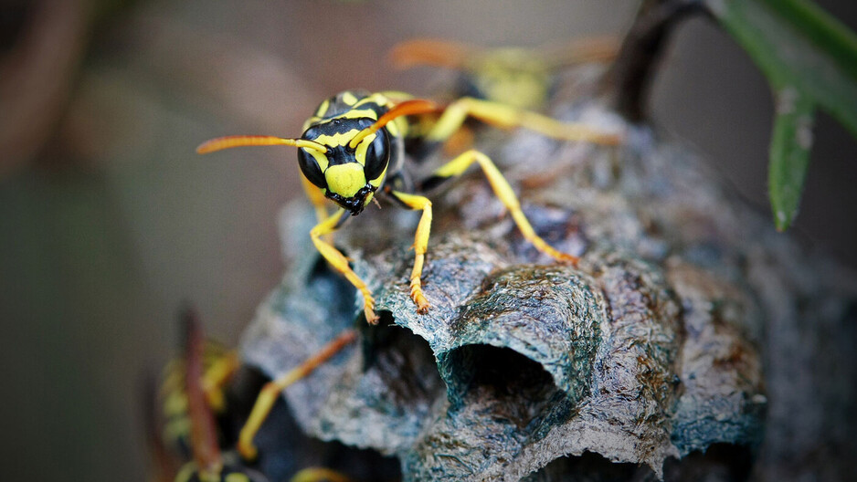 Morris Pest Control - Bee Removal Sydney Pic 1