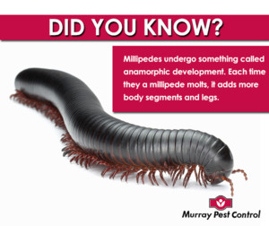 Murray Pest Control Adelaide Pic 3 - Did you know