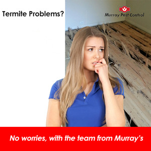 Murray Pest Control Adelaide Pic 4 - Did you know that we offer Free termite risk assessments call today and find out how we can help