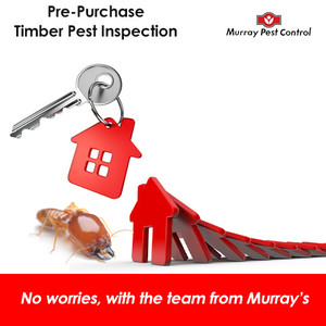 Murray Pest Control Adelaide Pic 5 - Buying a new home best to check if there is an issue with termites before you sign with a prepurchase timber pest report you can rest easy that your biggest investment is safe