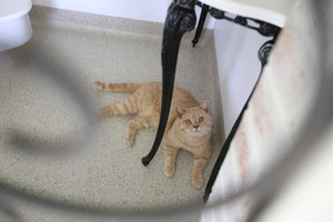 Newcastle Cat Stay Pic 5 - Cooper in the Piano room