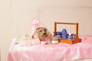 Spa Bark Dog Grooming & Spa Pic 4