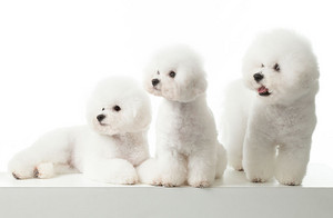 Spa Bark Dog Grooming & Spa Pic 2