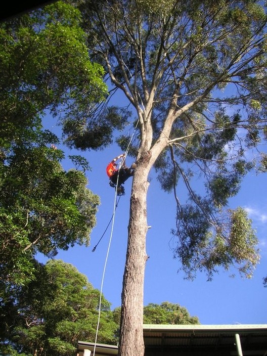 Killick Tree Management Pic 1