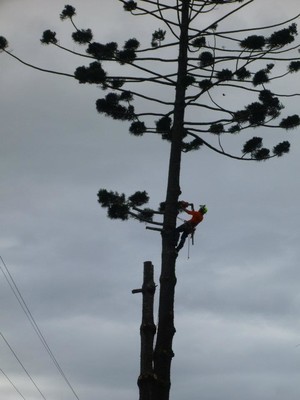 Killick Tree Management Pic 2