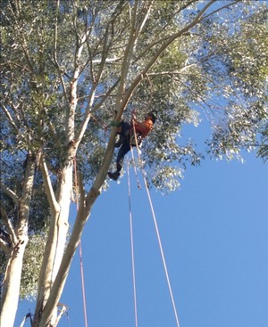 Killick Tree Management Pic 3