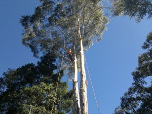 Killick Tree Management Pic 4