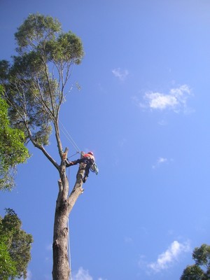 Killick Tree Management Pic 5