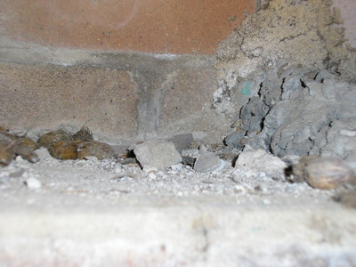 Network Pest Control Pic 1 - active termite nest under a house