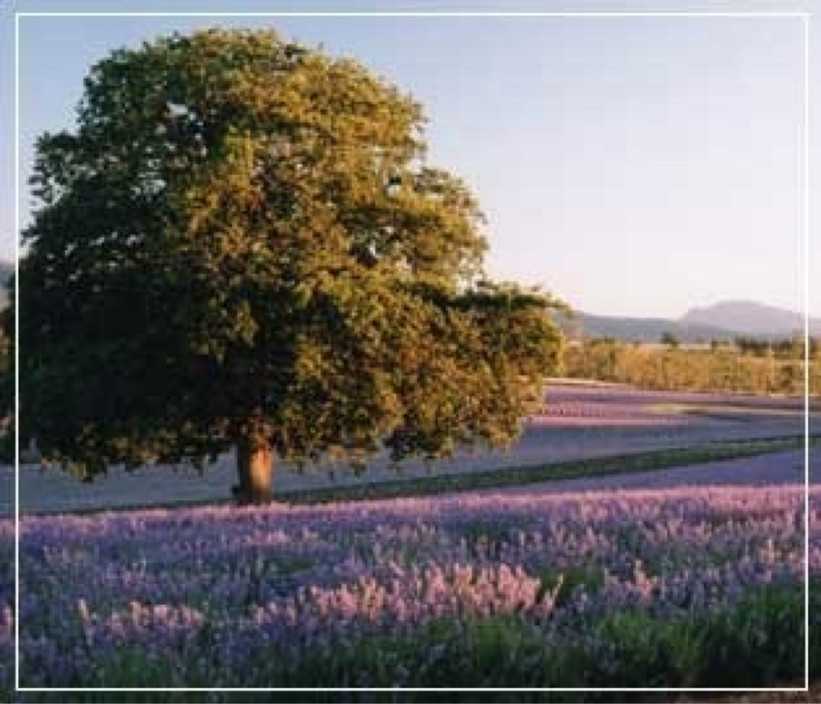 Bridstowe Lavendar Estate Pic 1 - Fabulous location