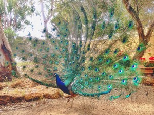 Badgingarra Roadhouse Pic 3 - There are several resident Peacocks that are based on site which you can see do these amazing displays