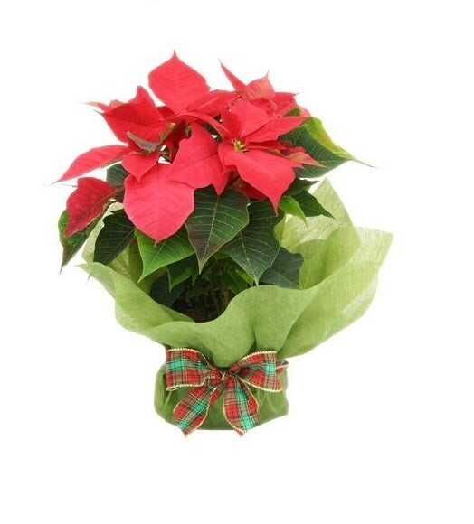 Aarvis flowers Pic 1 - Poinsettia Plant Flower delivery Melbourne