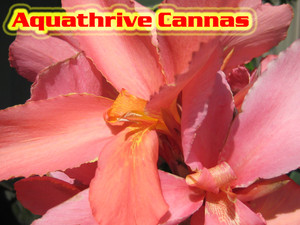 Aquathrive Pic 4 - cannas aquathrive