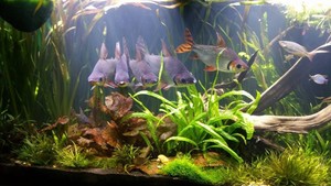 Fishy Business Aquariums Pic 2