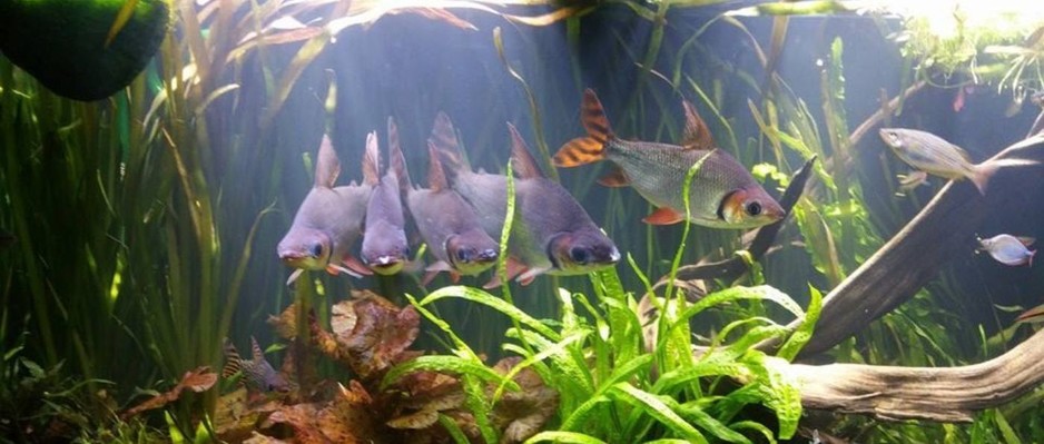 Fishy Business Aquariums Pic 1