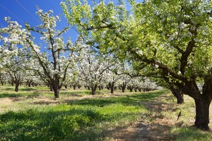 Paracombe Premium Perry Pic 3 - The orchard in spring