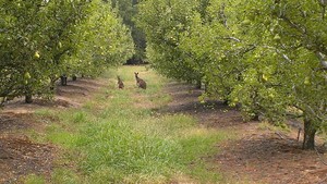 Paracombe Premium Perry Pic 4 - Some of our many residents