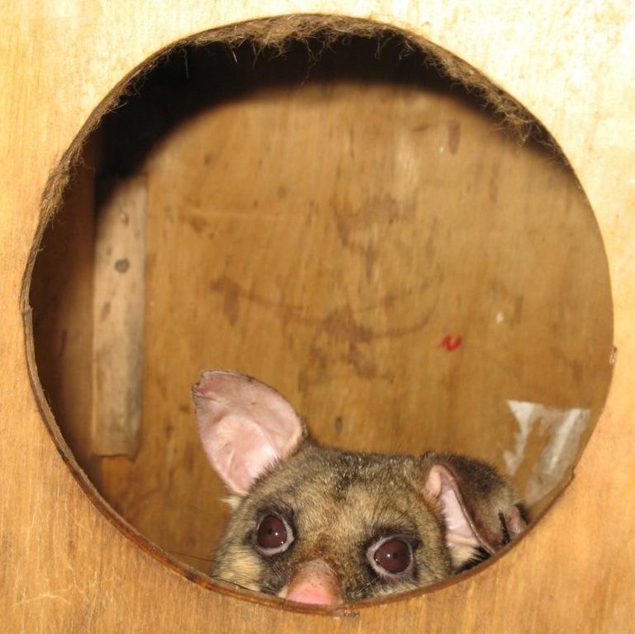 Nest Boxes For Natives Pic 2 - possum in nest box