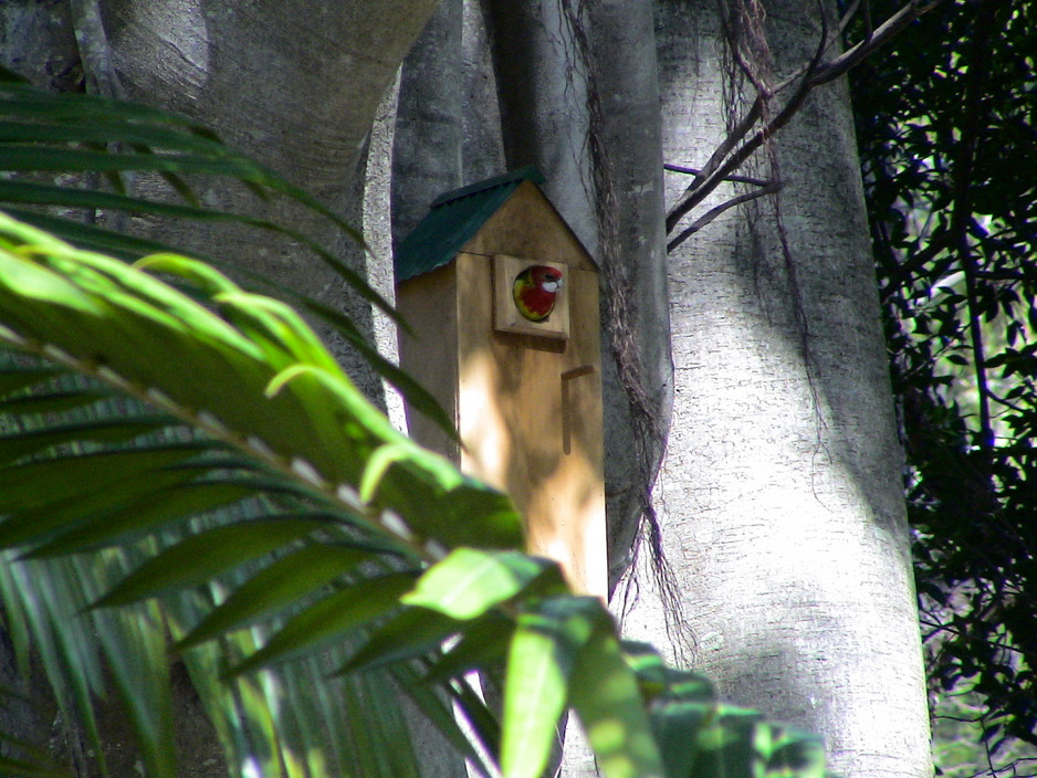 Nest Boxes For Natives Pic 1 - rosella in nest box