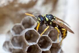 Wasp Removal Canberra Pic 4