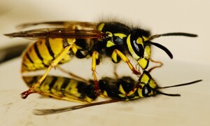 Wasp Removal Canberra Pic 5